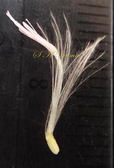  Disc floret
